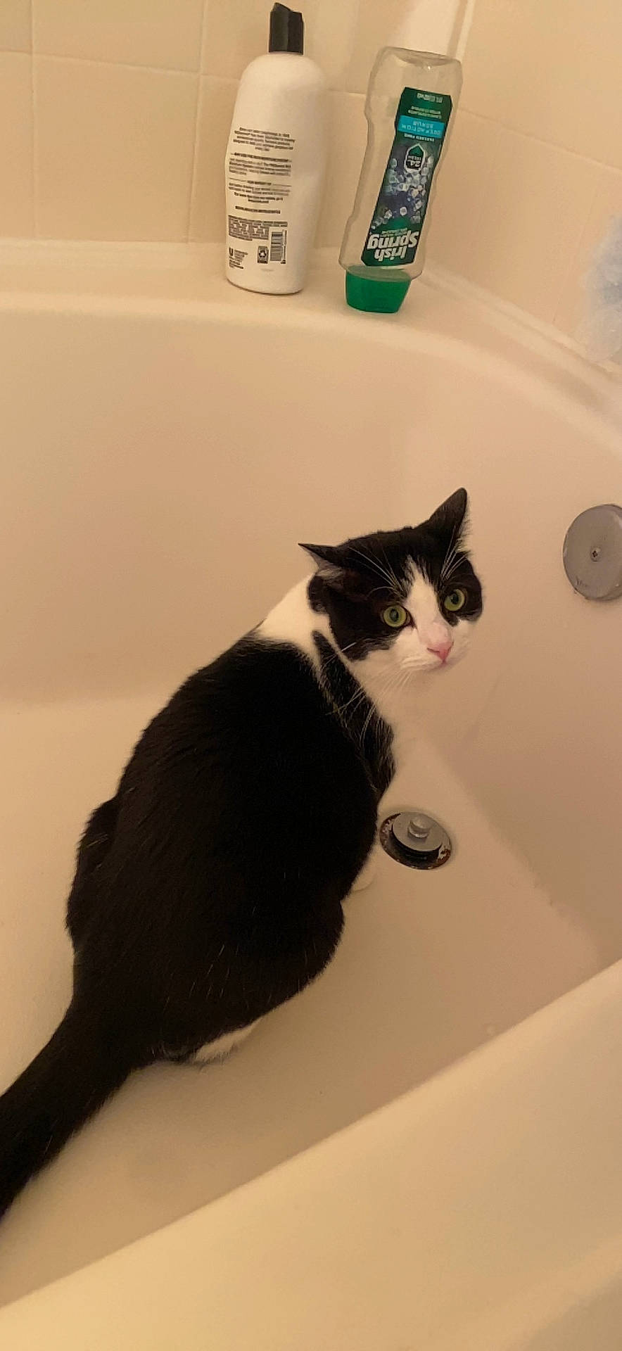 Smores joined the competition — help win amazing prizes! bathroom, bathroom_sink, carnivore, cat, comfort, domestic_short_haired_cat, felidae, fluid, fur, household_supply, paper, pet_supply, plumbing, plumbing_fixture, room, small_to_medium_sized_cats, snout, tail, tap, whiskers