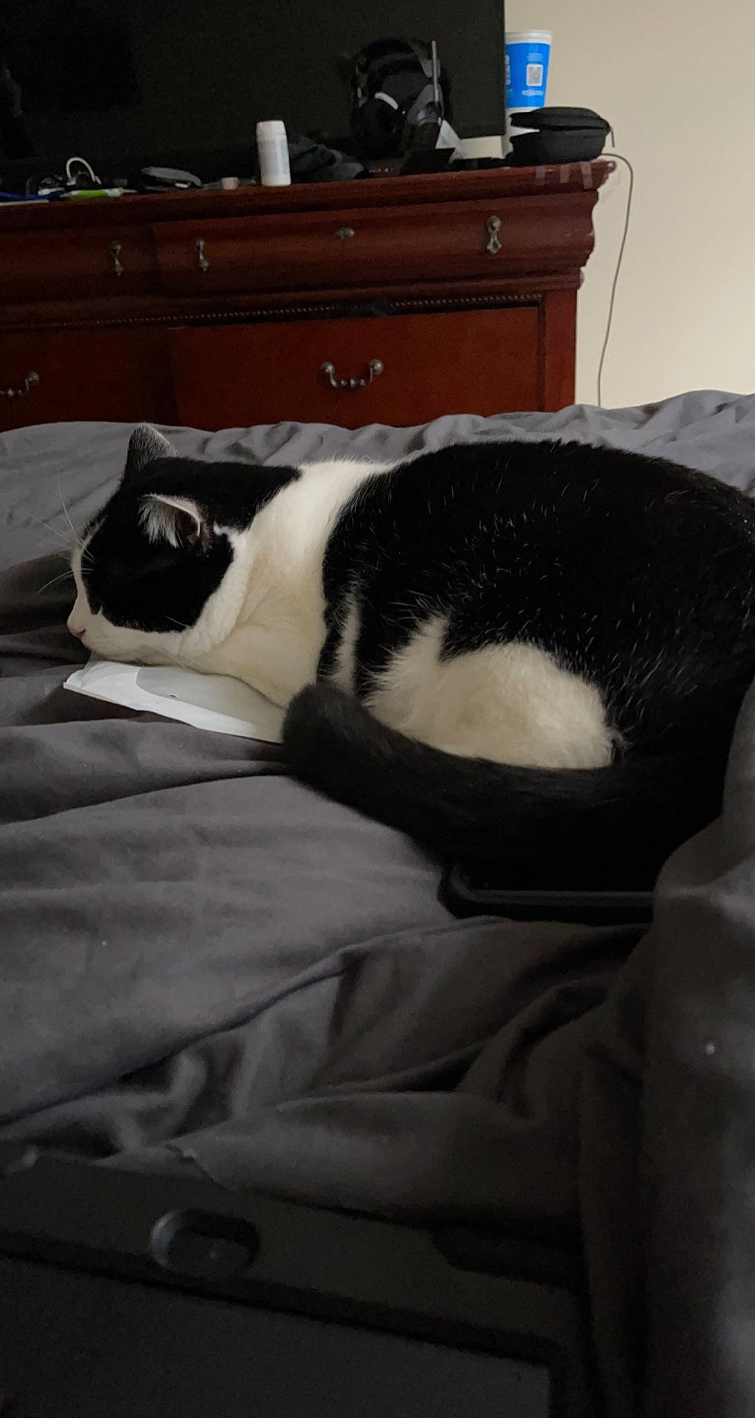 Smores joined the competition — help win amazing prizes! black, cabinetry, carnivore, cat, chest_of_drawers, cloud, comfort, drawer, dresser, felidae, fur, grey, human_leg, linens, mammal, room, small_to_medium_sized_cats, tail, whiskers, wood