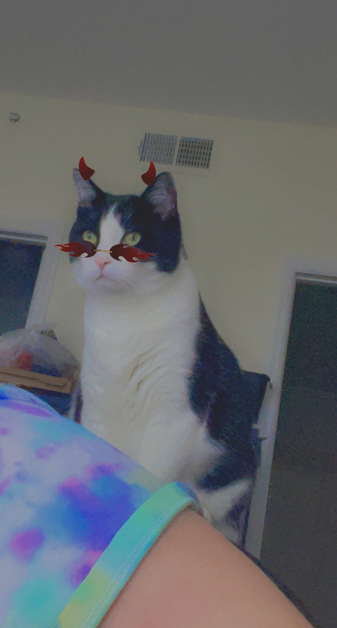 Smores is registered to the contest to win money with this photo: carnivore, cat, domestic_short_haired_cat, eye, felidae, fur, nail, paw, room, small_to_medium_sized_cats, tail, whiskers, wrist