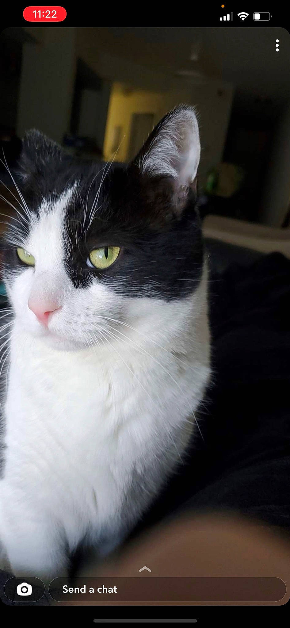 Smores joined the competition — help win amazing prizes! black_cat, carnivore, cat, cat_furniture, domestic_short_haired_cat, felidae, fur, monochrome_photography, paw, small_to_medium_sized_cats, snout, tail, tree, whiskers, window