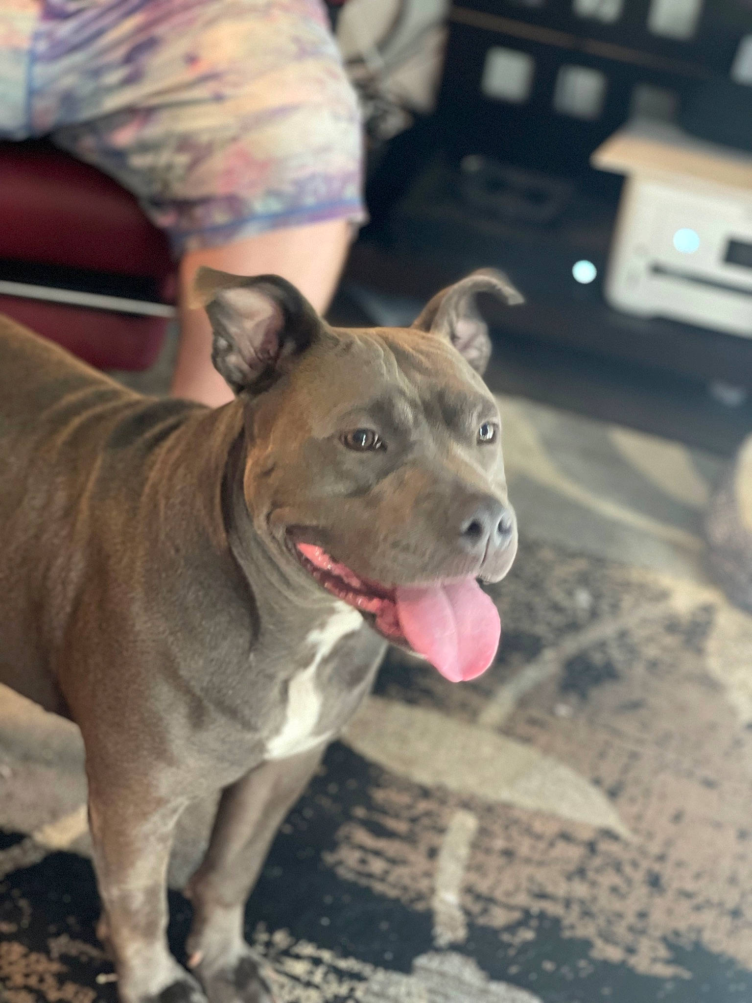 Bella joined the competition — help win amazing prizes! bull_terrier, canidae, carnivore, collar, companion_dog, computer_keyboard, dog, dog_breed, dog_collar, fawn, non_sporting_group, peripheral, snout, sporting_group, whiskers, working_animal, working_dog