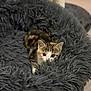 kitten, cat, pet, fluffy_bed, gray, indoor, curious, young_animal, feline, cozy, soft, resting_place, cute, small, animal, whiskers, ears, playful, fur, closeup
