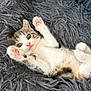 kitten, cat, paw, fluffy_rug, fur, cute, pet, animal, small, playful, whiskers, indoor, relaxed, lying_down, young, tabby, pink_nose, soft, closeup, adorable