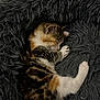kitten, sleeping, fluffy_blanket, cozy, fur, cat, tabby, calico, paw, resting, cute, pet, animal, indoor, soft_texture, closeup, adorable, napping, whiskers, feline
