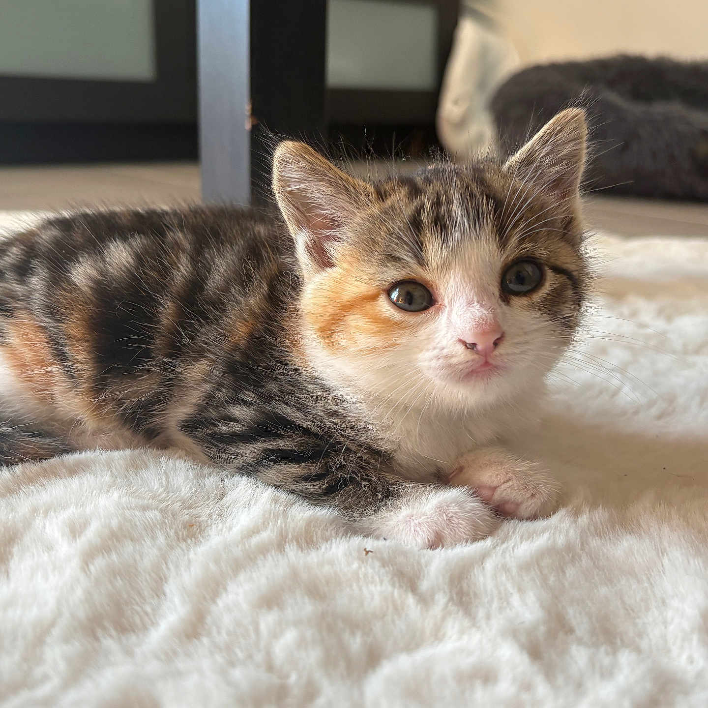 Athéna a rejoint le concours — aidez-le/la à gagner de superbes lots ! animal, blanket, calico, cat, curious, cute, domestic, ears, fur, indoor, kitten, mammal, paws, pet, resting, small, soft, tabby, whiskers, young