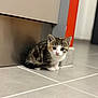 kitten, cat, animal, pet, floor, tile, indoor, corner, wall, red_stripe, fur, white_paws, small, cute, young, curious, looking, ears, whiskers, domestic
