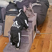 Frankie joined the competition — help win amazing prizes! dog, french_bulldog, pet_clothing, tracksuit, stairs, indoor, living_room, couch, blanket, pillow, wooden_floor, pet_furniture, looking_back, curious, cozy, electronic_cable, floor, pet_steps, home, animal