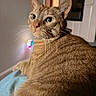 Daemon joined the competition — help win amazing prizes! cat, ginger_cat, tabby, indoor, close_up, pet, feline, whiskers, green_eyes, fur, relaxed, animal, cute, mammal, domestic_cat, looking_back, bed, blanket, soft_light, house