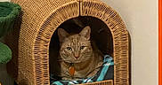 Daemon joined the competition — help win amazing prizes! cat, orange_tabby, wicker_cat_house, blanket, indoor, carpet, pet, feline, cozy, corner, animal, household, cat_bed, resting, looking, domestic, furniture, cute, relaxed, cat_tree