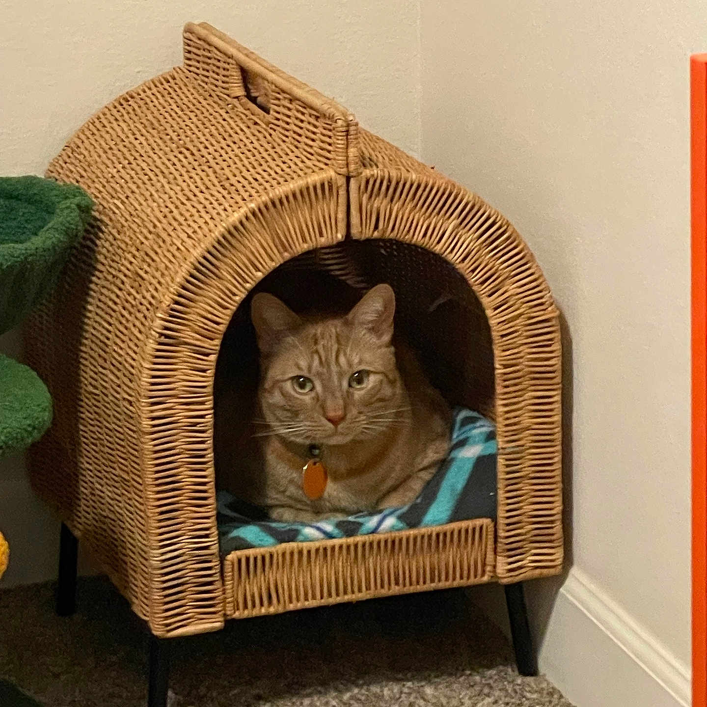 Daemon joined the competition — help win amazing prizes! cat, orange_tabby, wicker_cat_house, blanket, indoor, carpet, pet, feline, cozy, corner, animal, household, cat_bed, resting, looking, domestic, furniture, cute, relaxed, cat_tree