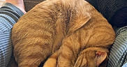 Daemon joined the competition — help win amazing prizes! animal, brown, casual, cat, comfort, couch, cozy, curled_up, furry, ginger_cat, home, human, indoor, legs, pet, relaxing, resting, sleeping, soft_light, textured_fabric