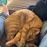 Daemon joined the competition — help win amazing prizes! cat, sleeping, ginger_cat, curled_up, couch, indoor, cozy, pet, relaxing, furry, animal, legs, human, casual, home, comfort, resting, soft_light, brown, textured_fabric