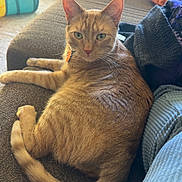 Daemon is registered to the contest to win money with this photo: cat, orange_tabby, couch, living_room, furniture, blanket, relaxed, indoor, pet, curious, cozy, home, fur, tail, whiskers, ears, eyes, seated, domestic_cat, comfortable