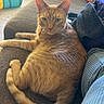 cat, orange_tabby, couch, living_room, furniture, blanket, relaxed, indoor, pet, curious, cozy, home, fur, tail, whiskers, ears, eyes, seated, domestic_cat, comfortable