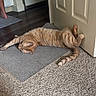 cat, ginger_cat, tabby, stretching, mat, door, carpet, hardwood_floor, indoor, paw, relaxed, animal, pet, home, floor, feline, playful, barefoot, doorframe, resting