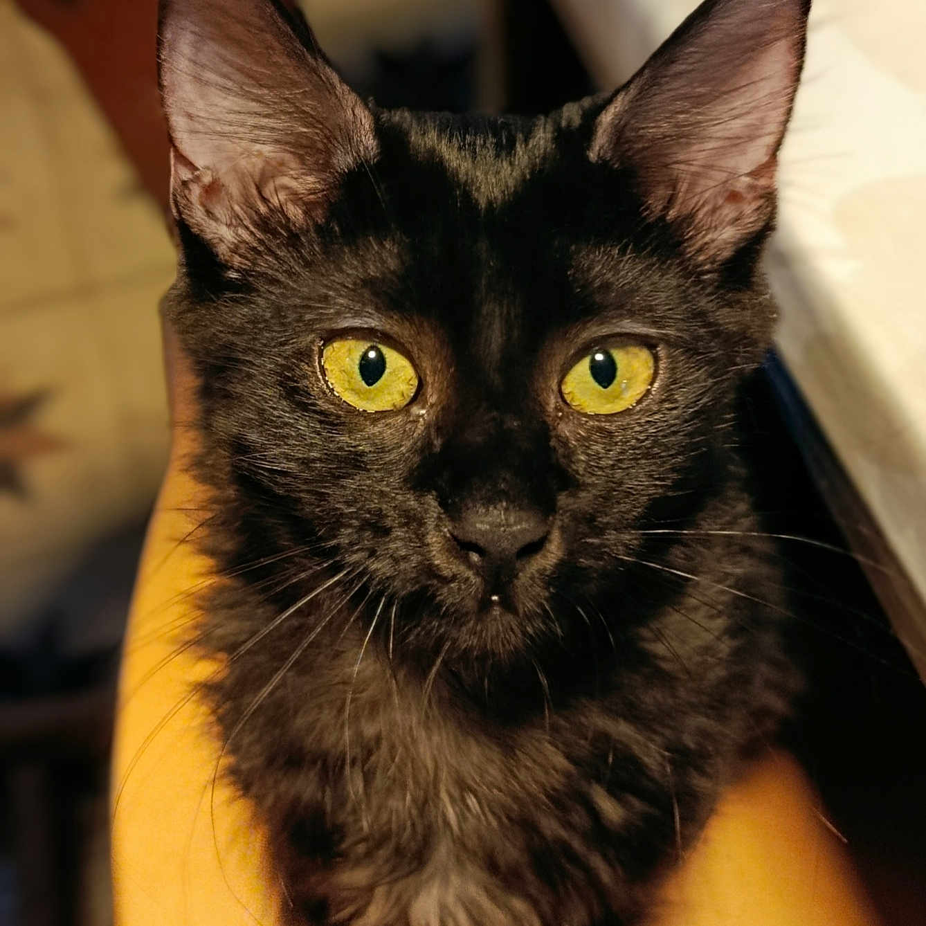 Biguon a rejoint le concours — aidez-le/la à gagner de superbes lots ! animal, animal_face, black_cat, cat, close_up, curious, cute, domestic_cat, ears, feline, fluffy, fur, indoor, looking_up, pet, portrait, soft_light, whiskers, wooden_surface, yellow_eyes