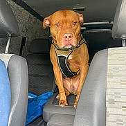 Sparky joined the competition — help win amazing prizes! dog, brown_dog, pet, car_interior, seat, harness, animal, canine, vehicle, transport, backseat, leather_seat, headrest, domestic_animal, sitting, looking, ears, floor_mat, window, door