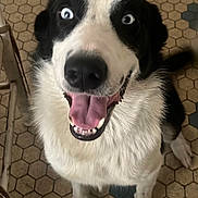 Usky participe au concours pour gagner de l'argent avec cette photo : dog, black_and_white, blue_eyes, happy, pet, indoor, floor, hexagonal_tiles, tongue_out, sitting, canine, animal, chair_leg, looking_up, fur, four_legs, domestic_animal, companion, playful, close_up