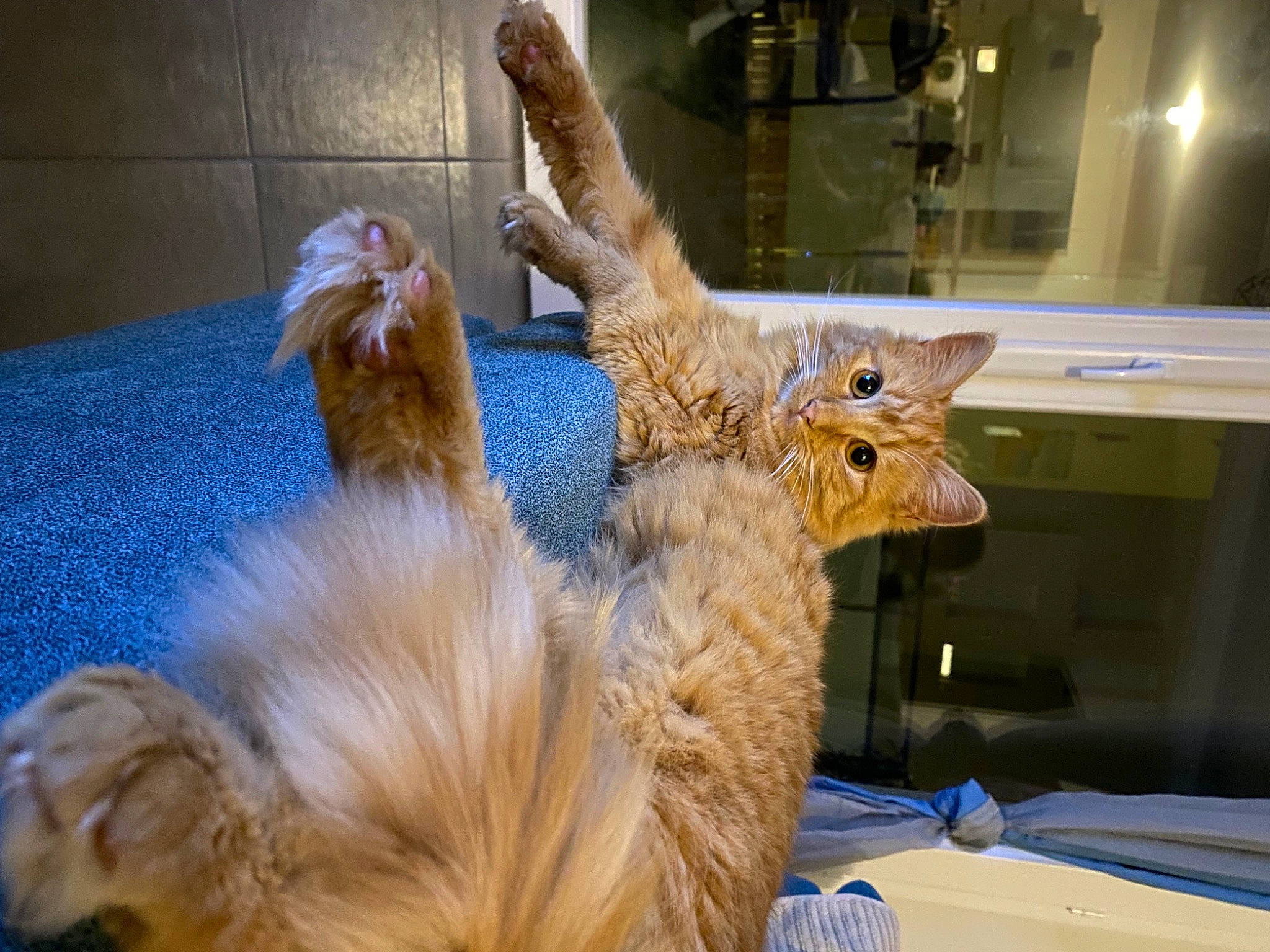 Umy participe au concours pour gagner de l'argent avec cette photo : alpaca, canidae, carnivore, claw, companion_dog, dog_breed, fang, fawn, feather, felidae, fur, llama, paw, small_to_medium_sized_cats, snout, tail, terrestrial_animal, vertebrate, whiskers, wood