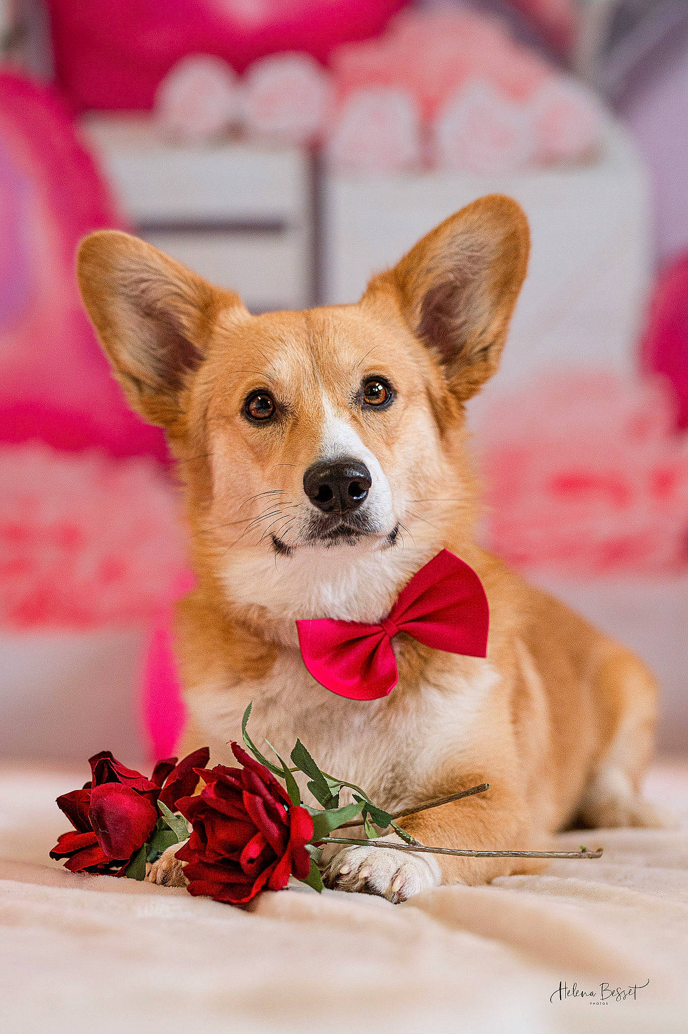 Tosca participe au concours pour gagner de l'argent avec cette photo : canidae, carnivore, chihuahua, collar, companion_dog, dog, dog_breed, dog_supply, event, fawn, fur, happy, magenta, party_hat, paw, petal, pink, snout, toy_dog, whiskers