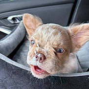 Harley is registered to the contest to win money with this photo: puppy, dog, car_interior, seat, foam, cute, pet, blue_eyes, close_up, fur, small, nose, mouth_open, indoors, car_seat, animal, whiskers, ears, pet_bed, light