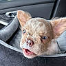 puppy, dog, car_interior, seat, foam, cute, pet, blue_eyes, close_up, fur, small, nose, mouth_open, indoors, car_seat, animal, whiskers, ears, pet_bed, light