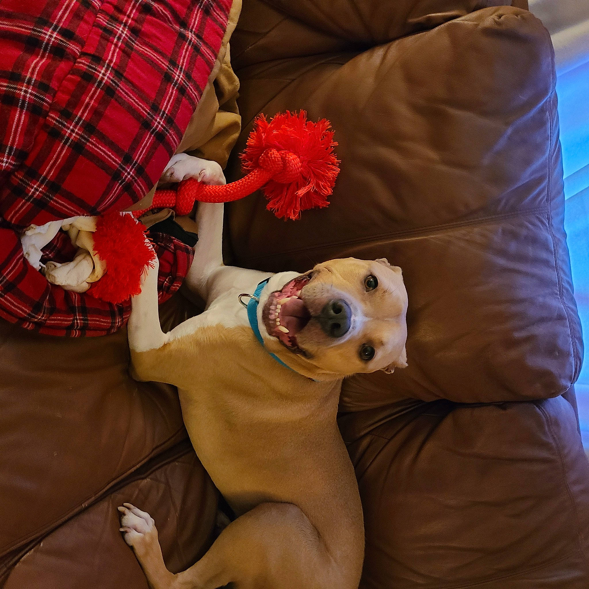 Carter is registered to the contest to win money with this photo: abdomen, arm, collar, comfort, companion_dog, fawn, fur, glasses, outerwear, pattern, plaid, red, sleeve, smile, stuffed_toy, tartan, textile, thigh, toy, trunk