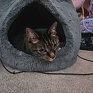 Socrates joined the competition — help win amazing prizes! cat, tabby, pet_bed, gray, cozy, carpet, indoor, animal, feline, ears, whiskers, curious, resting, household, furniture, person, background, cable, closeup, home