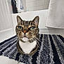 cat, tabby, bathroom, rug, striped_rug, tile_floor, bathtub, toiletries, white_wall, curtain, close_up, pet, animal, indoor, floor, whiskers, feline, ears, green_eyes, portrait