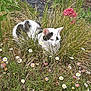 cat, white_cat, black_spots, grass, flowers, daisies, pink_flower, garden, outdoor, nature, greenery, wild_grass, plant, pet, animal, camouflage, resting, feline, summer, daylight
