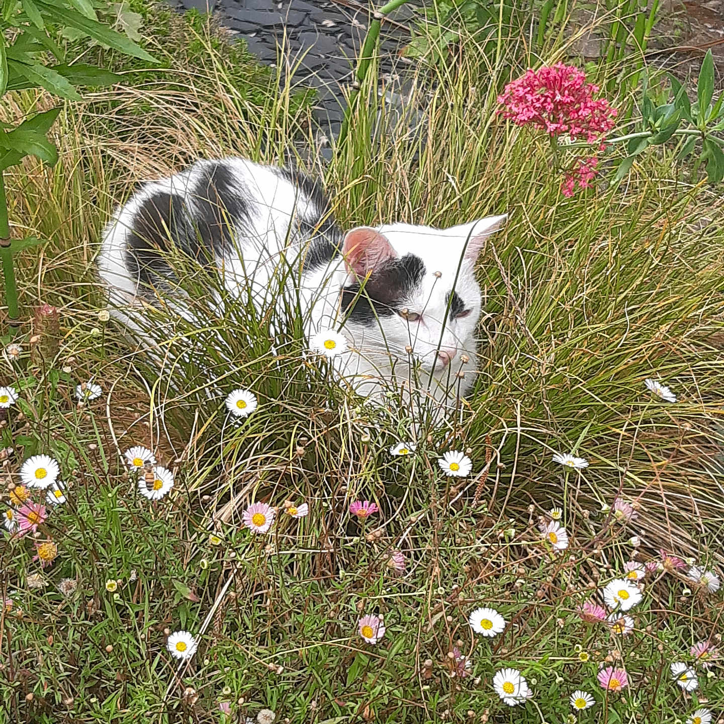 Shazam a rejoint le concours — aidez-le/la à gagner de superbes lots ! animal, black_spots, camouflage, cat, daisies, daylight, feline, flowers, garden, grass, greenery, nature, outdoor, pet, pink_flower, plant, resting, summer, white_cat, wild_grass