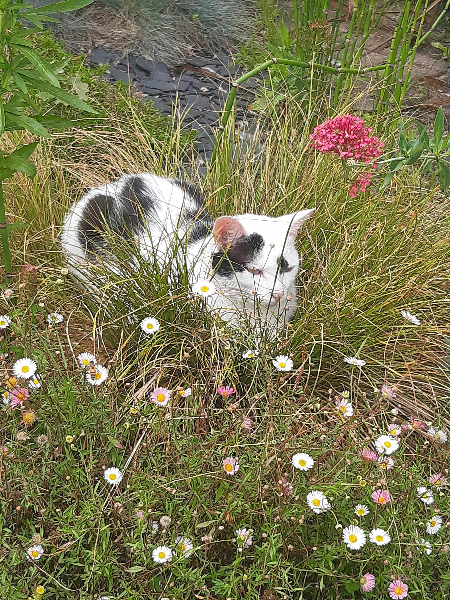 Shazam a rejoint le concours — aidez-le/la à gagner de superbes lots ! cat, white_cat, black_spots, grass, flowers, daisies, pink_flower, garden, outdoor, nature, greenery, wild_grass, plant, pet, animal, camouflage, resting, feline, summer, daylight