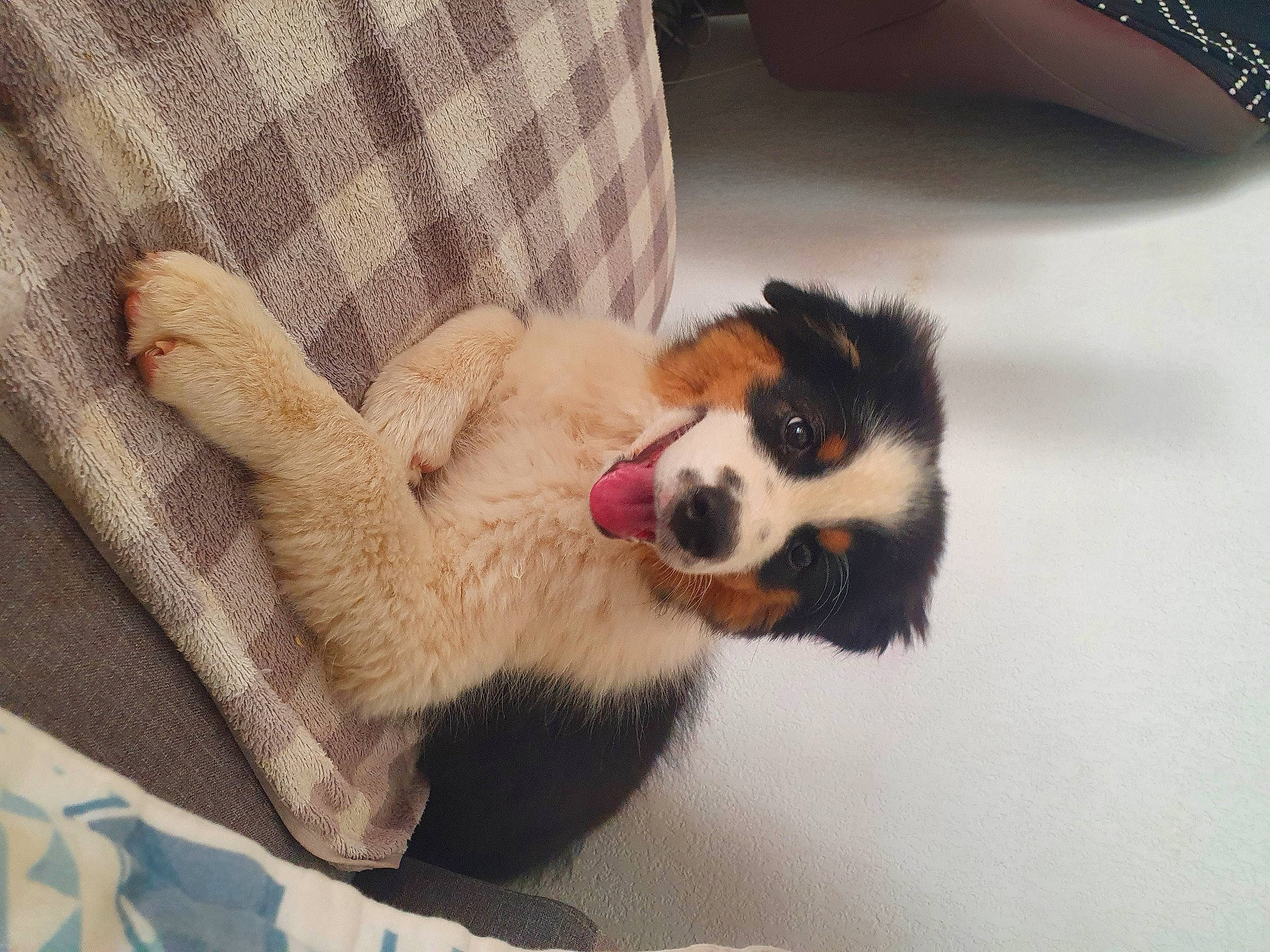 Sanka participe au concours pour gagner de l'argent avec cette photo : border_collie, carnivore, comfort, companion_dog, couch, dog, dog_breed, dog_supply, fawn, felidae, fur, herding_dog, linens, pattern, paw, pet_supply, tartan, terrestrial_animal, whiskers, working_animal