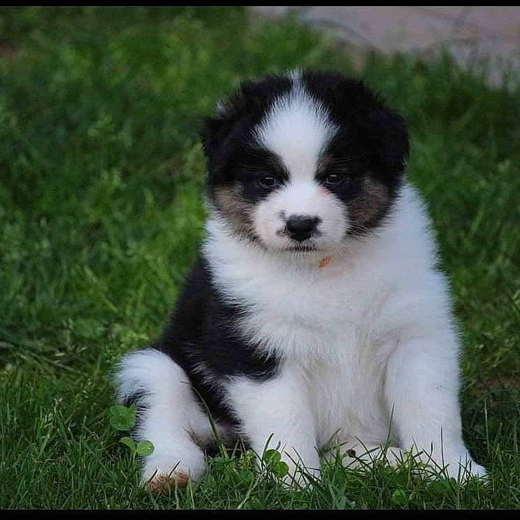 Sanka a rejoint le concours — aidez-le/la à gagner de superbes lots ! bored, canidae, carnivore, companion_dog, dog, dog_breed, grass, herding_dog, plant, snout, sporting_group, sports_equipment, terrestrial_animal, working_animal, working_dog