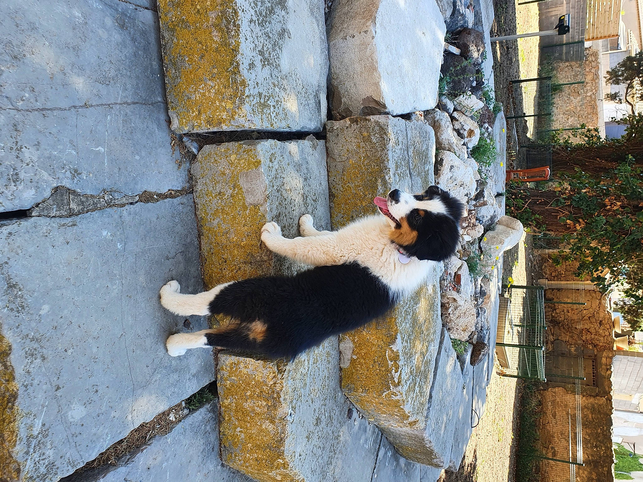 Sanka a rejoint le concours — aidez-le/la à gagner de superbes lots ! brick, brickwork, canidae, carnivore, cat, felidae, fur, plant, road_surface, shadow, sidewalk, small_to_medium_sized_cats, snout, sporting_group, street, tail, terrestrial_animal, tree, trunk, wood