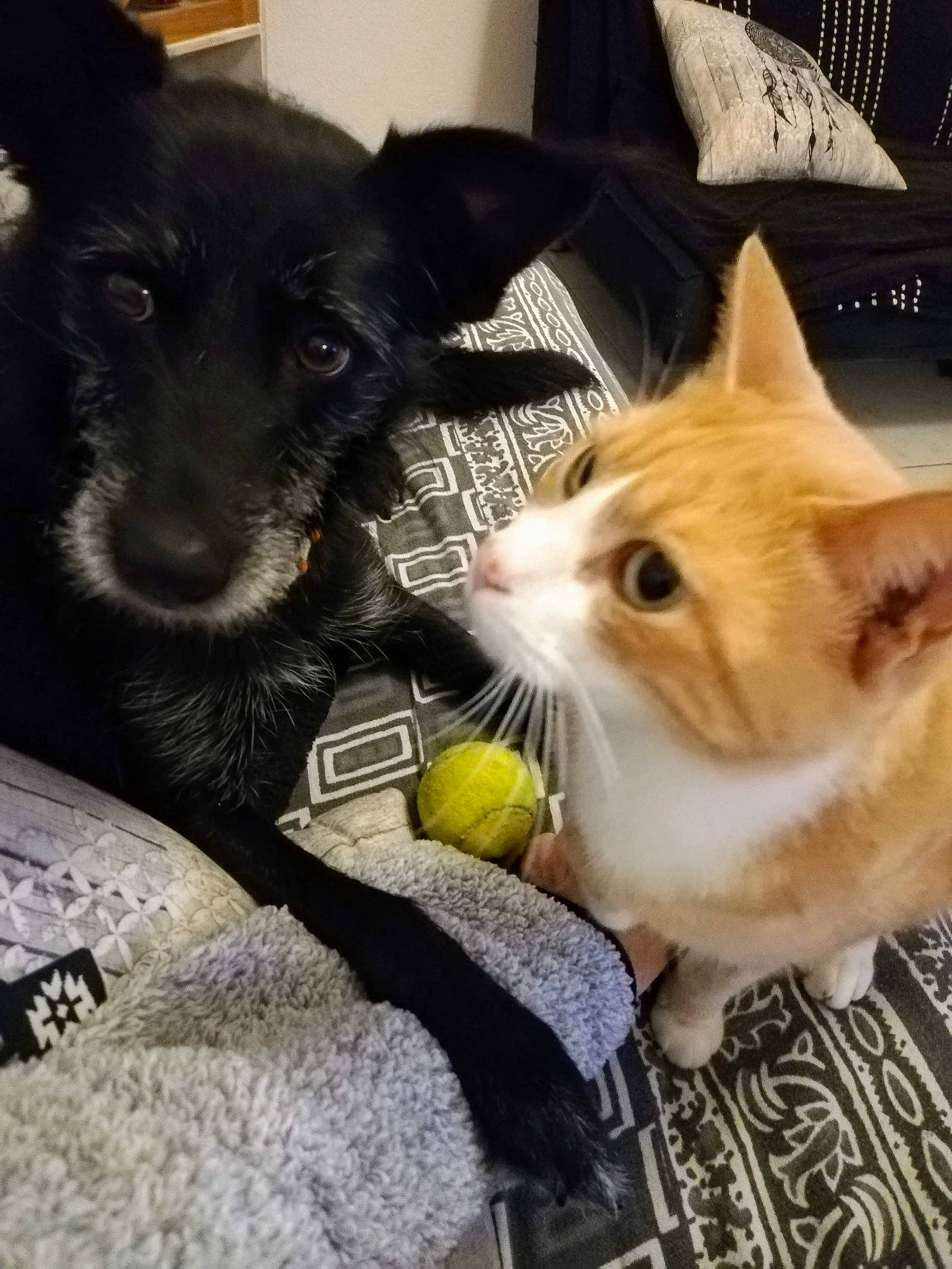 Koda participe au concours pour gagner de l'argent avec cette photo : black_cat, canidae, carnivore, cat, dog_breed, domestic_short_haired_cat, european_shorthair, felidae, kitten, mammal, paw, polydactyl_cat, small_to_medium_sized_cats, snout, whiskers