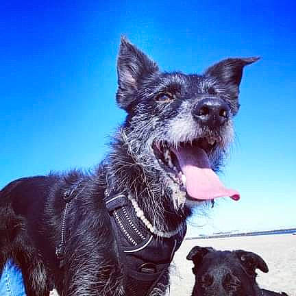 Kenaï a rejoint le concours — aidez-le/la à gagner de superbes lots ! canidae, carnivore, companion_dog, dog, dog_breed, dog_collar, mammal, sky, snout