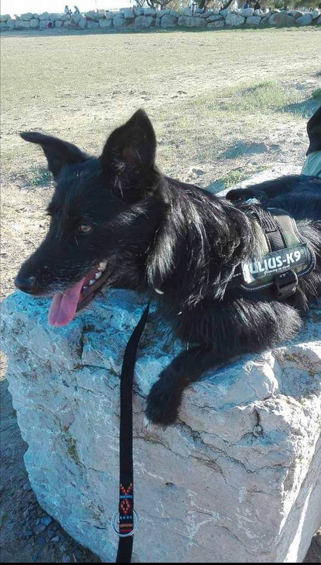 Kenaï participe au concours pour gagner de l'argent avec cette photo : belgian_shepherd, black_norwegian_elkhound, canidae, carnivore, dog, dog_breed, formosan_mountain_dog, groenendael, herding_dog, mammal, vertebrate