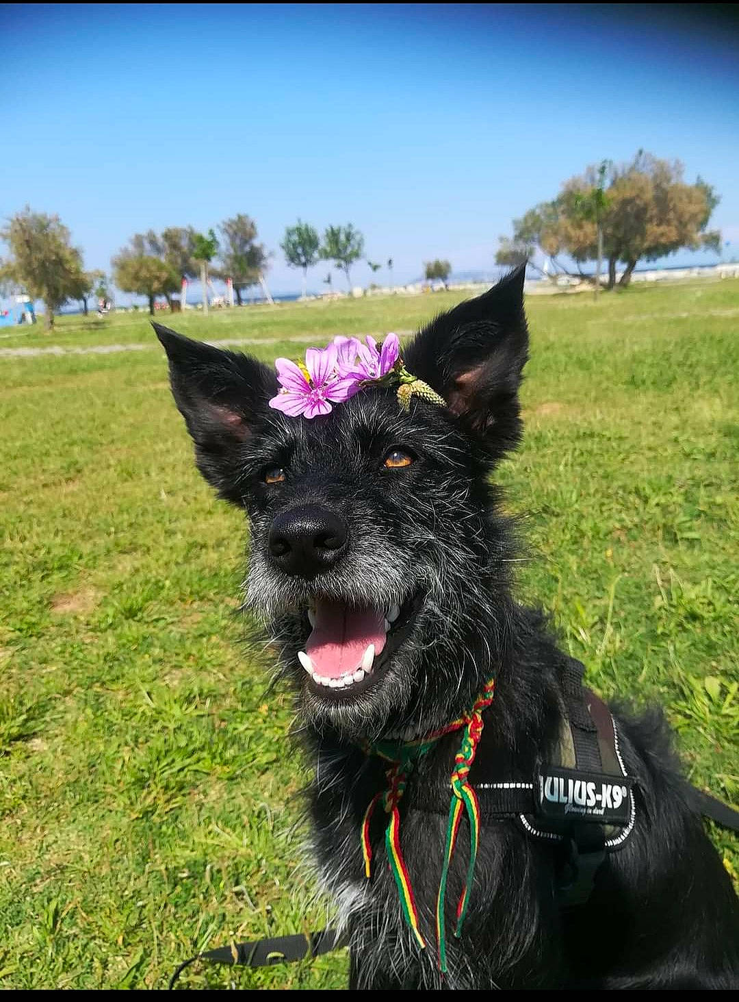 Kenaï participe au concours pour gagner de l'argent avec cette photo : berger_picard, bouvier_des_ardennes, canidae, carnivore, croatian_sheepdog, dog, dog_breed, dutch_shepherd_dog, grass, mammal, mudi, plant, rare_breed_dog, snout, sporting_group, terrier, vertebrate