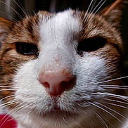 Simba participe au concours pour gagner de l'argent avec cette photo : cat, tabby_cat, close_up, whiskers, nose, feline, pet, portrait, fur, muzzle, eyes, indoor, macro_photography, white_fur, brown_fur, domestic_animal, cute, face, adorable, closeup_portrait