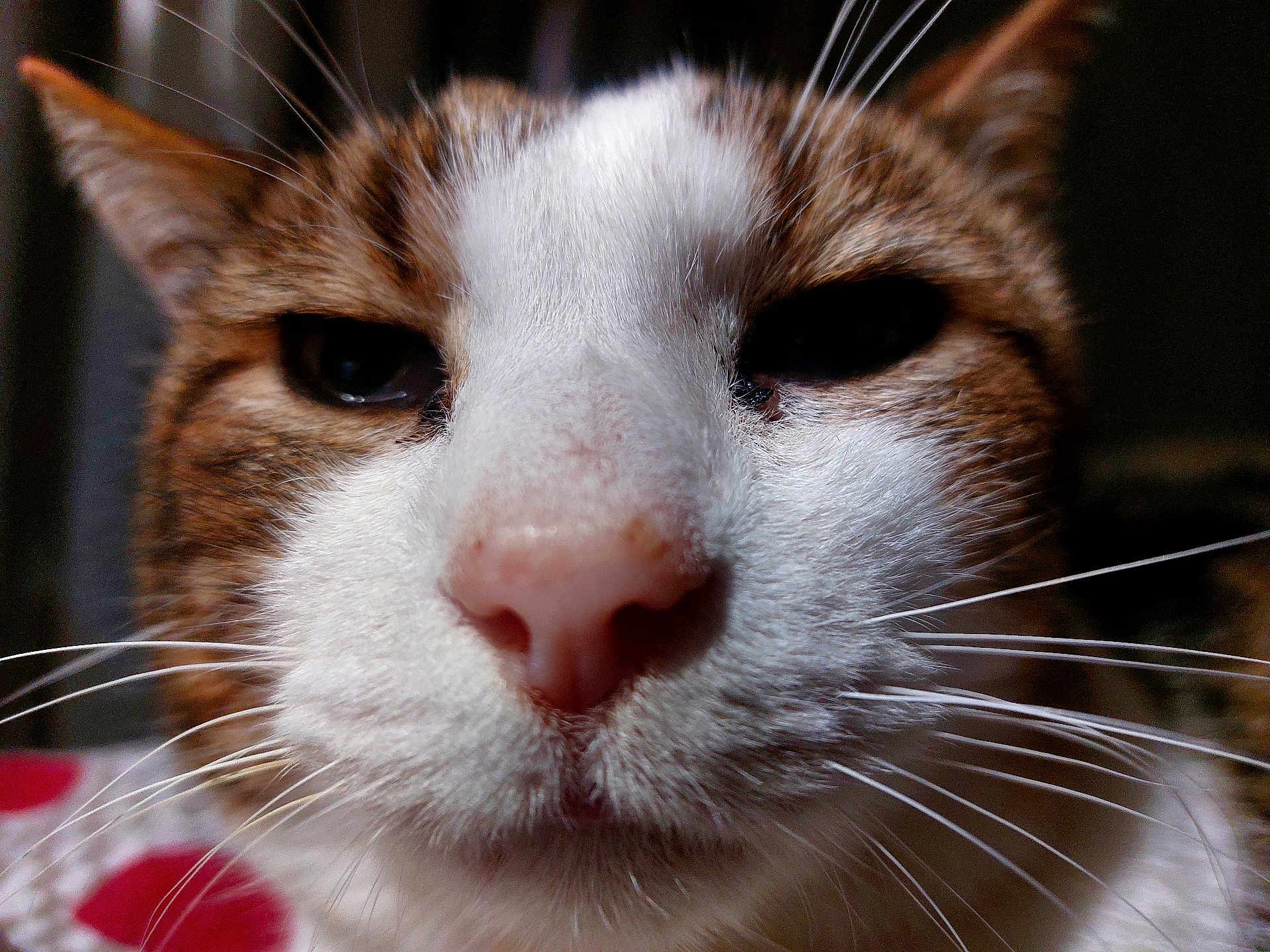 Simba participe au concours pour gagner de l'argent avec cette photo : cat, tabby_cat, close_up, whiskers, nose, feline, pet, portrait, fur, muzzle, eyes, indoor, macro_photography, white_fur, brown_fur, domestic_animal, cute, face, adorable, closeup_portrait