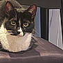 Luna is registered to the contest to win money with this photo: cat, tuxedo_cat, yellow_eyes, whiskers, chair, indoor, pet, fur, animal, curious, close_up, cushion, black_and_white, domestic_cat, feline, looking, seated, household, mammal, portrait