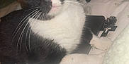 Luna joined the competition — help win amazing prizes! cat, tuxedo_cat, pet, indoor, bedspread, whiskers, curious, black_and_white, animal, feline, domestic_cat, resting, close_up, cute, eyes, paw, cozy, household, keychain, cable