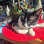 cat, black_and_white, placemat, red, table, holiday_decor, candles, greenery, indoor, sunlight, relaxed, pet, feline, whiskers, closeup, resting, cozy, decorations, wood, nap