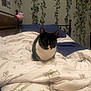 Luna joined the competition — help win amazing prizes! cat, tuxedo_cat, bed, comforter, blanket, pillow, plant, vines, indoor, furniture, cozy, resting, animal, pet, black_and_white, home, relaxing, soft_light, decor, quiet
