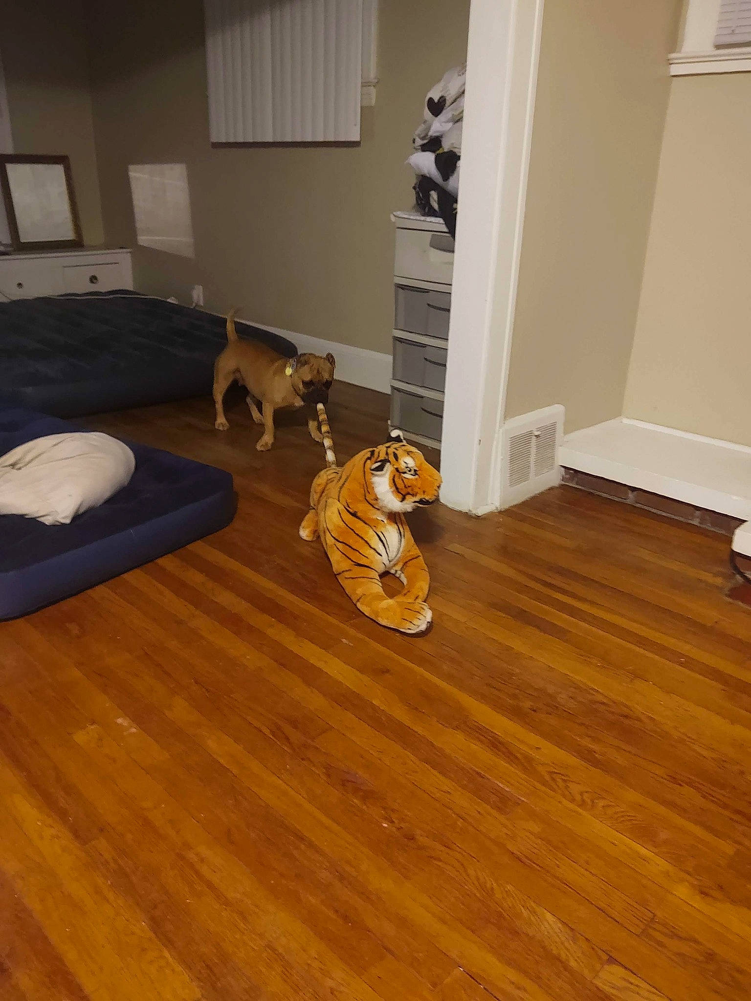 Haley joined the competition — help win amazing prizes! beige, brown, carnivore, comfort, companion_dog, couch, dog, dog_breed, door, fawn, floor, flooring, hardwood, laminate_flooring, living_room, stairs, varnish, wood, wood_flooring, wood_stain