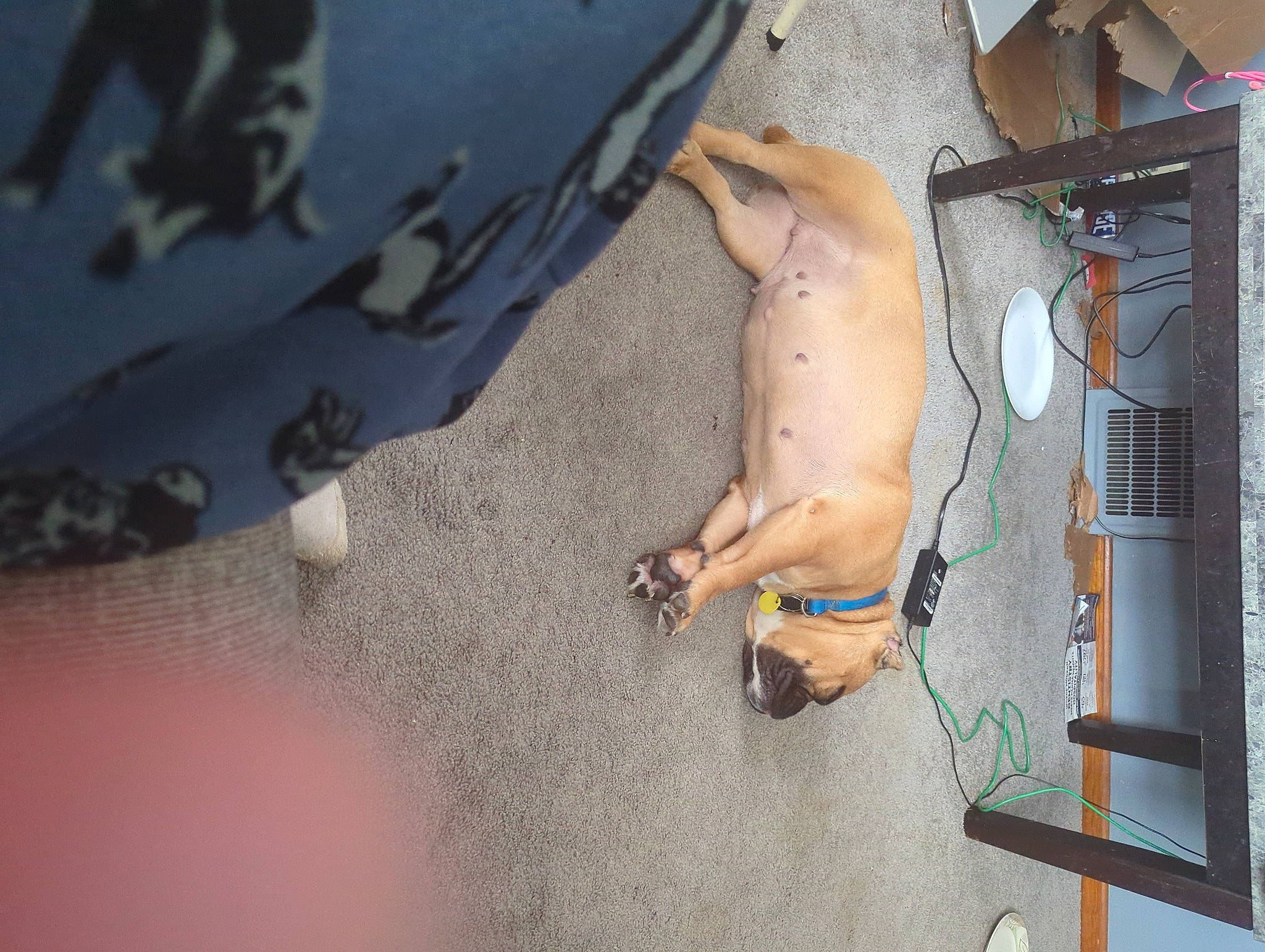 Haley joined the competition — help win amazing prizes! canidae, carnivore, chest, companion_dog, dog, dog_breed, fawn, foot, human_leg, non_sporting_group, snout, sporting_group, wood, working_animal