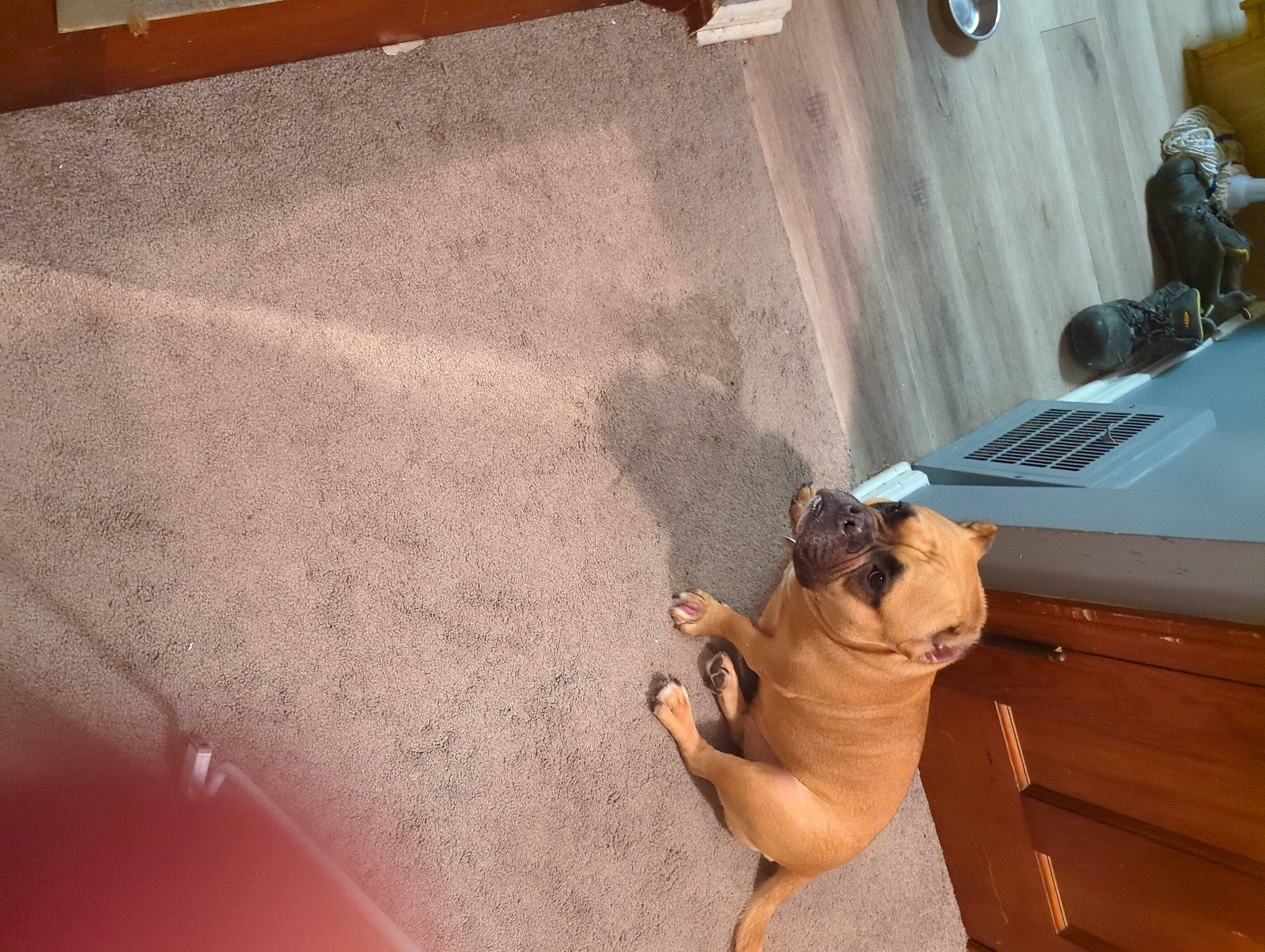 Haley joined the competition — help win amazing prizes! black, comfort, companion_dog, concrete, fawn, felidae, floor, flooring, foot, hardwood, human_leg, office_equipment, plaster, plywood, room, shadow, sitting, toy, wood, wood_stain