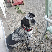 Poppy participe au concours pour gagner de l'argent avec cette photo : dog, pet, black_and_white, speckled, sitting, collar, red_collar, outdoor, patio, yard, furniture, chair, plastic_chair, gravel, concrete, garden, portrait, looking_up, animal, companion
