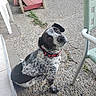 dog, pet, black_and_white, speckled, sitting, collar, red_collar, outdoor, patio, yard, furniture, chair, plastic_chair, gravel, concrete, garden, portrait, looking_up, animal, companion